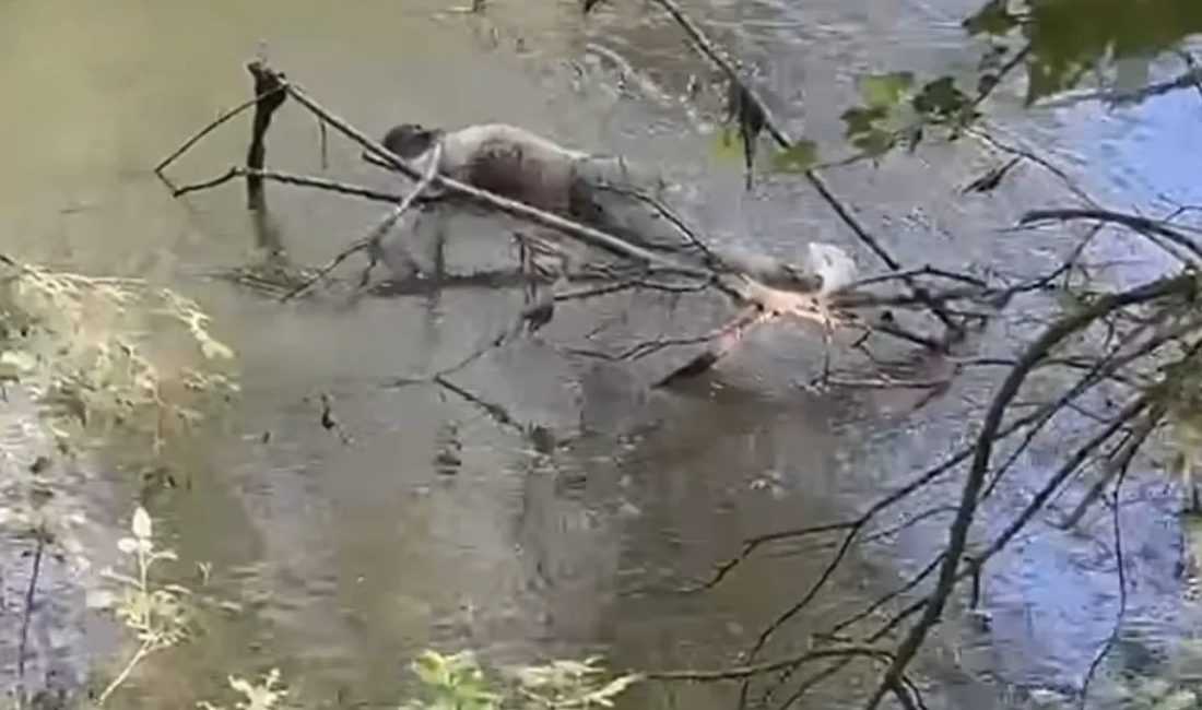 Edirne’de Tunca Nehri’nde bir erkek cesedinin bulunması üzerine bölgede hareketli