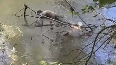 Edirne’de Tunca Nehri’nde bir erkek cesedinin bulunması üzerine bölgede hareketli