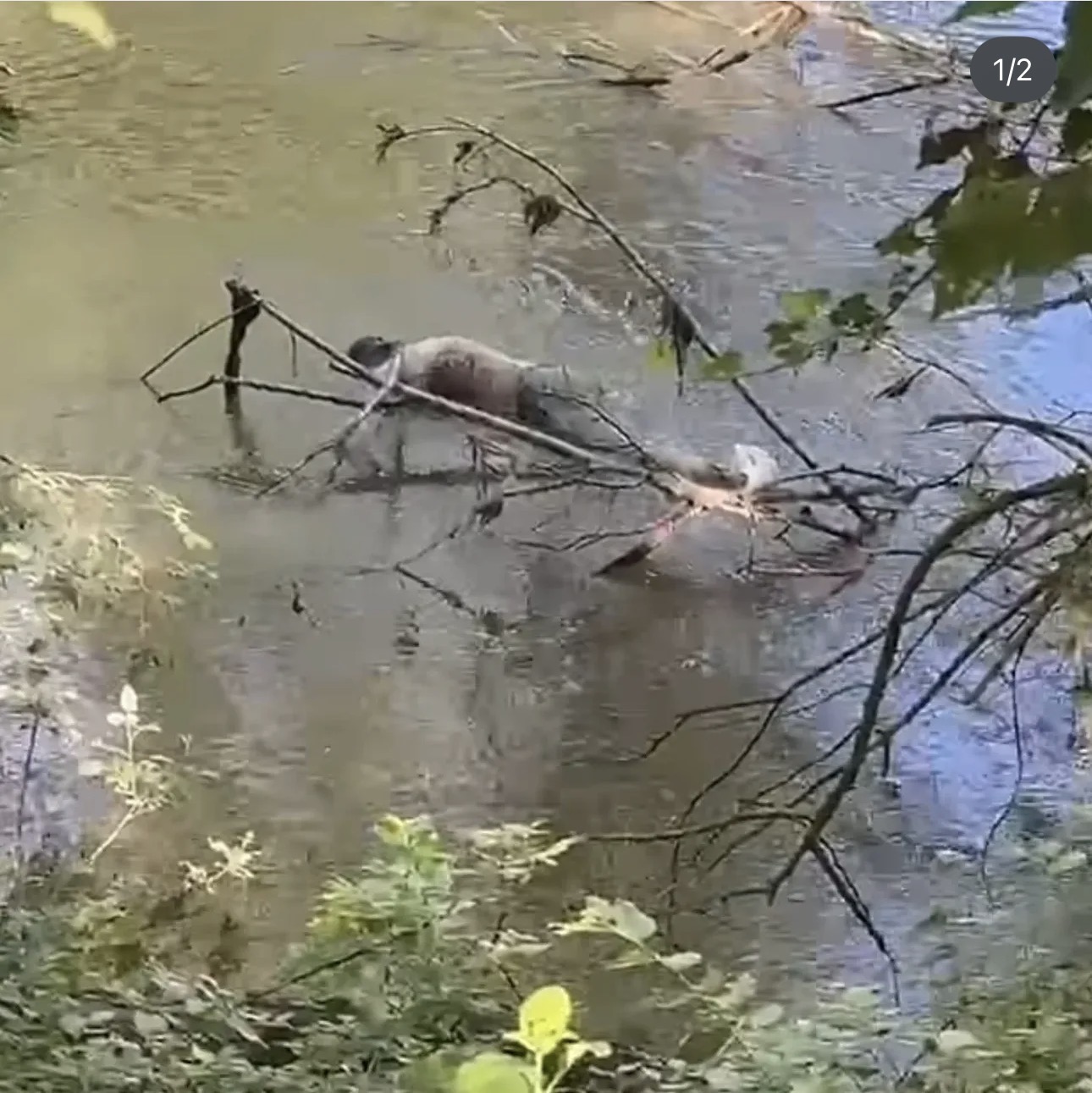 Edirne’de Tunca Nehri’nde bir erkek cesedinin bulunması üzerine bölgede hareketli