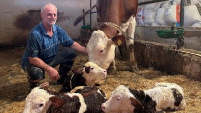 Kırklareli’nde Nadir Görülen Olay: İnek Sağlıklı Şekilde Üçüz Buzağı Doğurdu