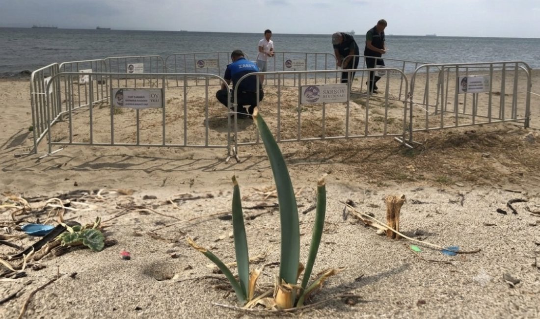 Tekirdağ’ın Şarköy ilçesinde, nesli küresel ölçekte tükenme tehlikesi altında olan