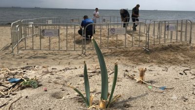 Tekirdağ’ın Şarköy ilçesinde, nesli küresel ölçekte tükenme tehlikesi altında olan
